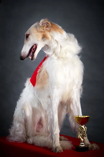 Dog photo in studio — Stock Photo, Image