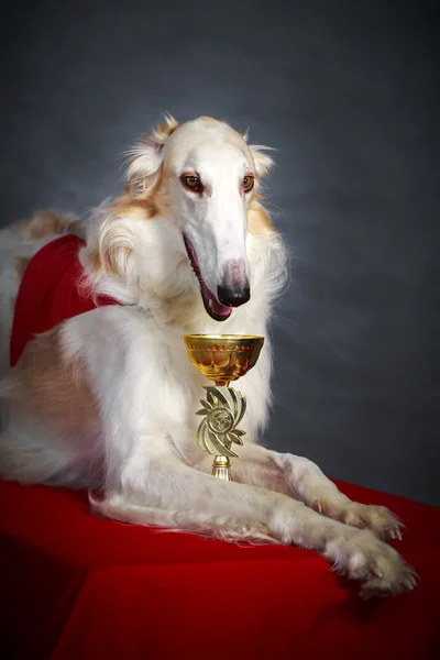 Dog photo in studio — Stock Photo, Image