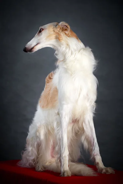 Hund foto i studio — Stockfoto