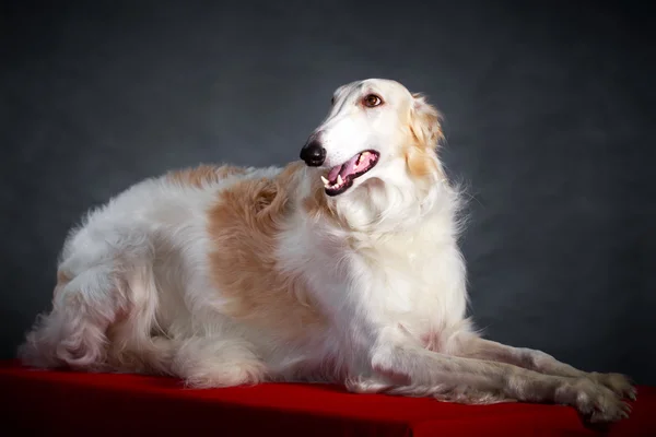 Dog photo in studio — Stock Photo, Image