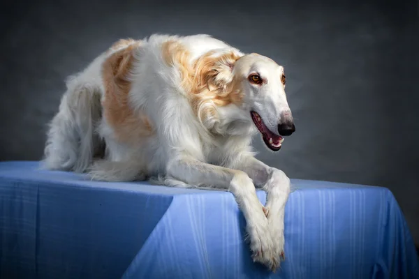 Hund foto i studio — Stockfoto