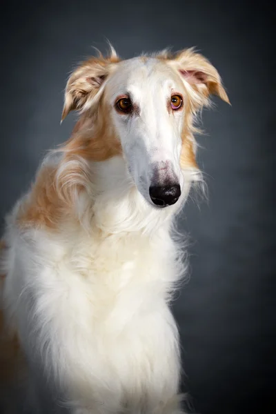 Dog photo in studio — Stock Photo, Image