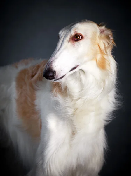 Dog photo in studio — Stock Photo, Image