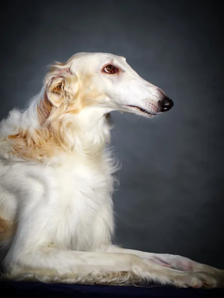 Dog photo in studio — Stock Photo, Image