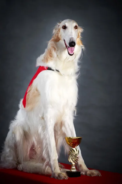 Dog photo in studio Stock Image