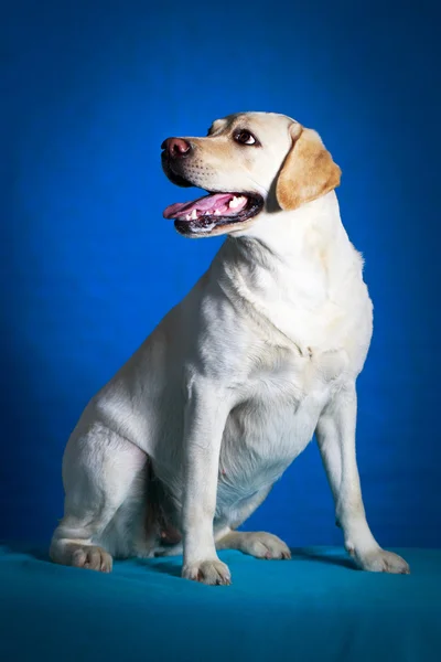 Dog photo in studio — Stock Photo, Image