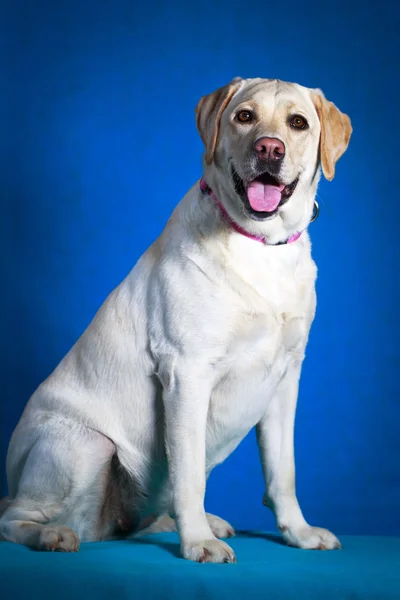 Hund foto i studio — Stockfoto