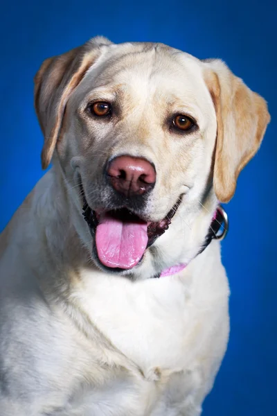 Hund foto i studio — Stockfoto