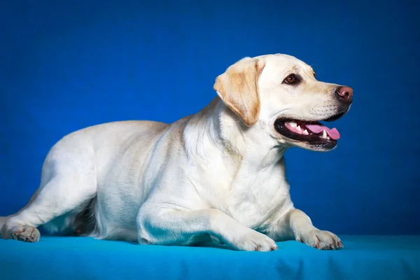 Foto cane in studio — Foto Stock