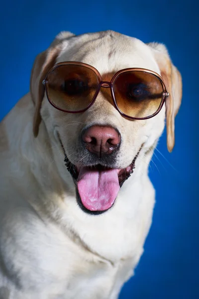 Dog photo in studio — Stock Photo, Image