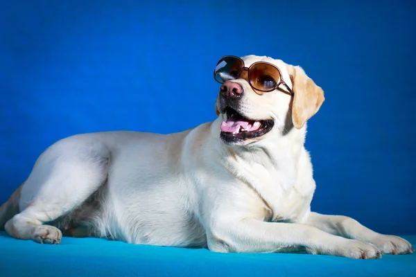 Hund foto i studio — Stockfoto