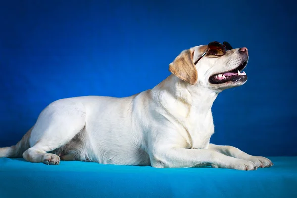 Hund foto i studio — Stockfoto