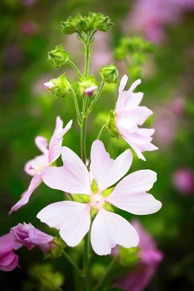 美丽的花 — 图库照片