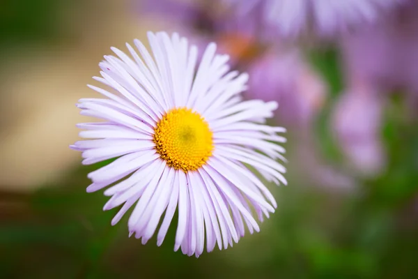 Bela flor — Fotografia de Stock