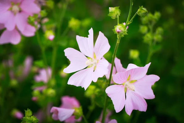 Bunga yang indah — Stok Foto