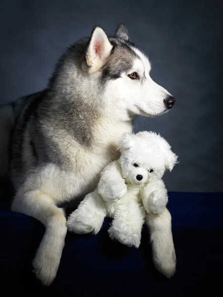 Dog Husky studio portrait — Stock Photo, Image