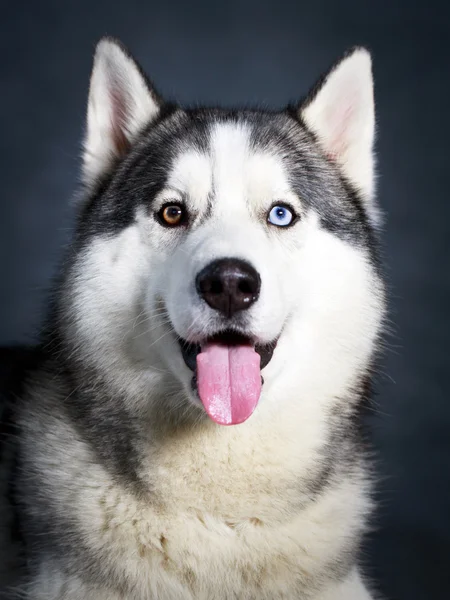 Hund husky studio porträtt — Stockfoto