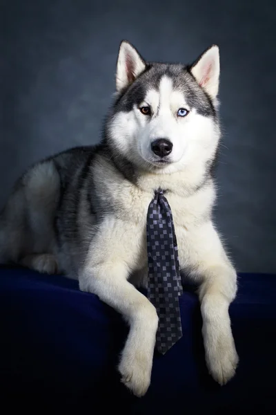 Hund Husky studioportrett – stockfoto