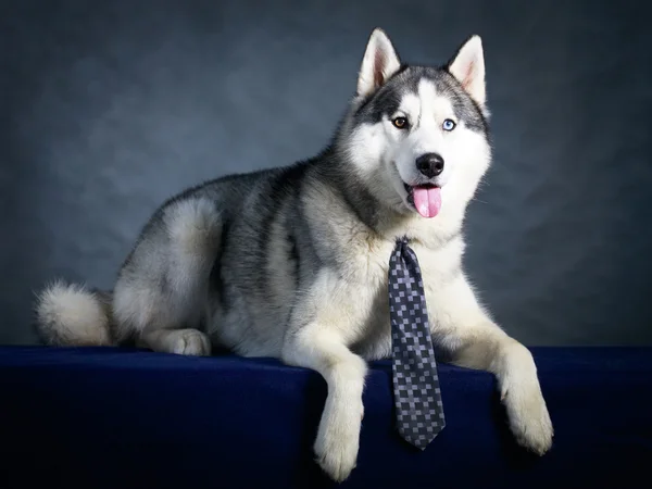 Hund husky studio porträtt — Stockfoto