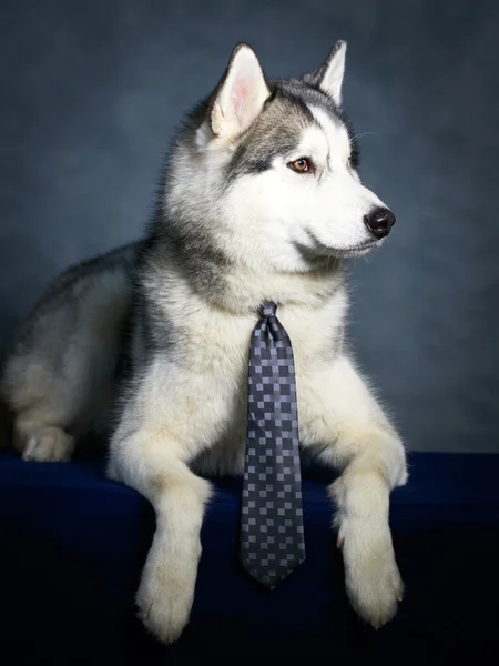 Hund Husky studioportrett – stockfoto
