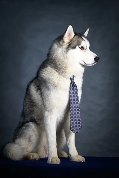 Dog Husky retrato estúdio — Fotografia de Stock