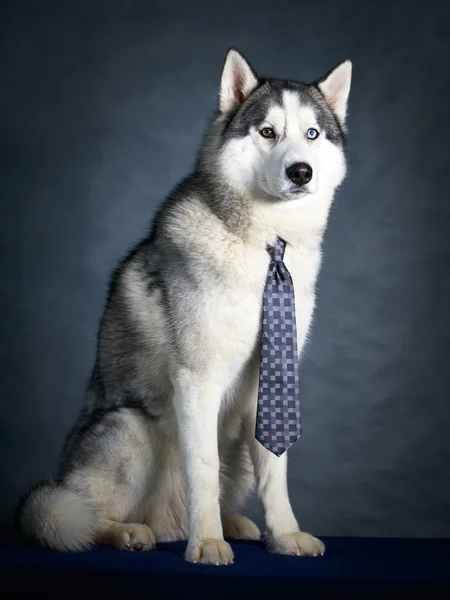 Dog Husky Studioporträt — Stockfoto