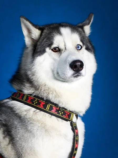 Hund husky studio porträtt — Stockfoto