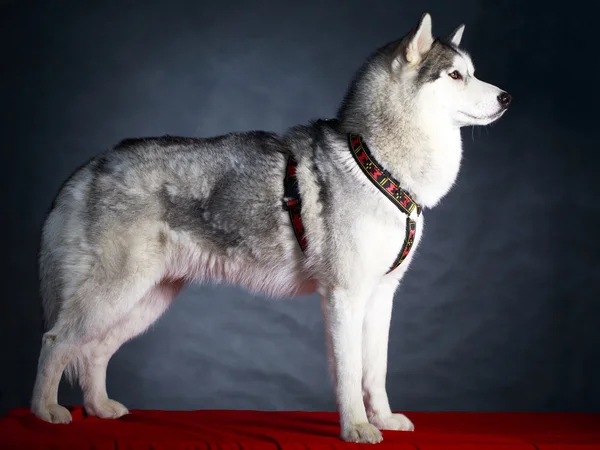 Perro Husky estudio retrato — Foto de Stock