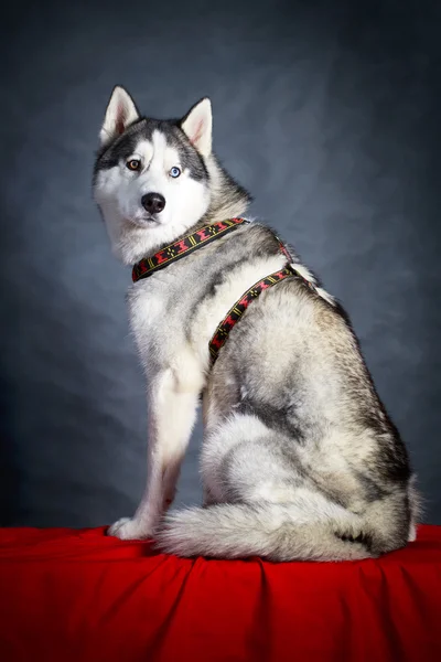 Hund Husky studioportrett – stockfoto