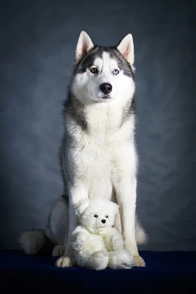 Dog Husky Studioporträt — Stockfoto