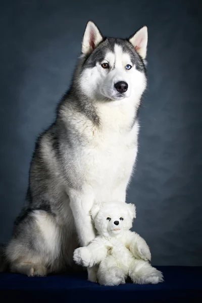 Dog Husky studio portrait — Stock Photo, Image