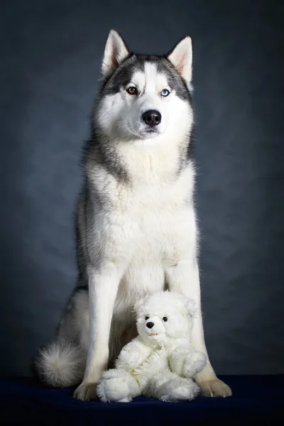 Dog Husky studio portrait — Stock Photo, Image
