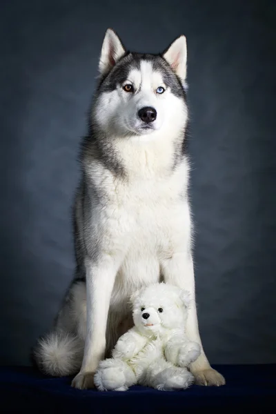 Dog Husky Studioporträt — Stockfoto