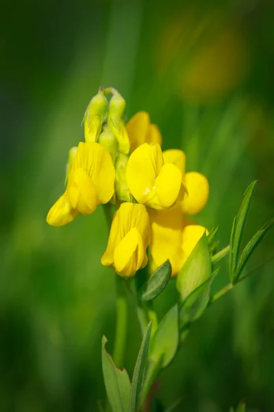 Flower — Stock Photo, Image