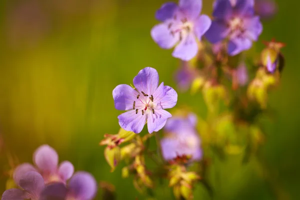 花香 — 图库照片