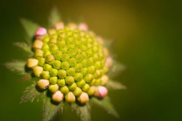 Blomst - Stock-foto