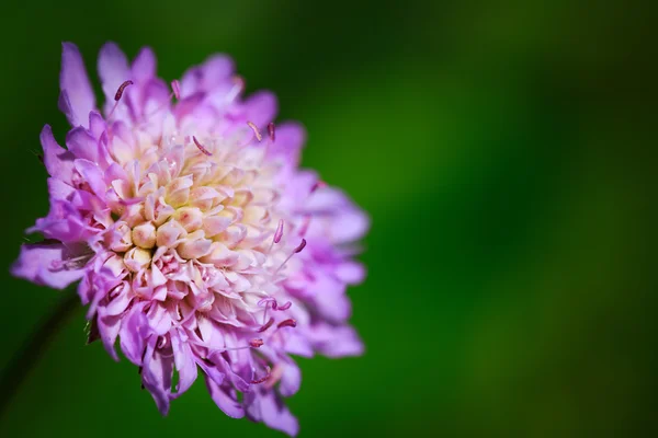 Flower — Stock Photo, Image