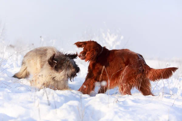 Animal — Stock Photo, Image