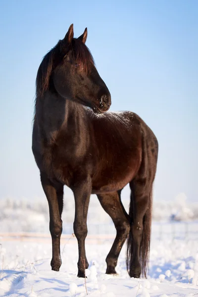 Dierlijk — Stockfoto