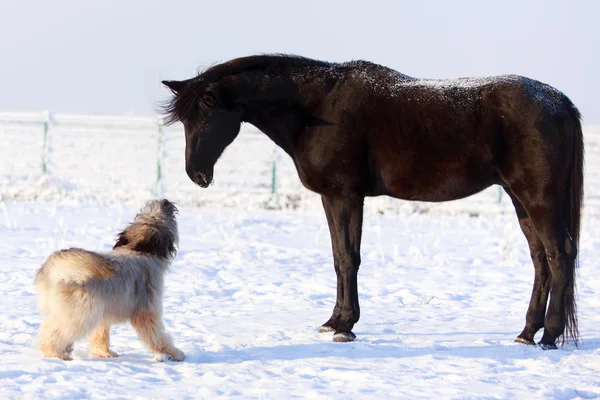 Horse and dog — Stock Photo, Image