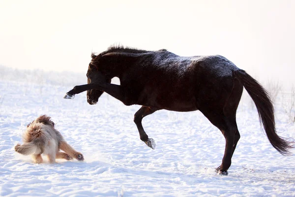 Koń i pies — Zdjęcie stockowe