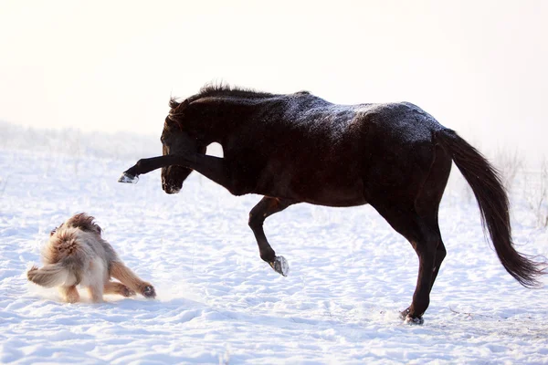 Cavallo e cane — Foto Stock