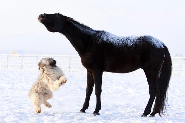 Ló és a kutya — Stock Fotó
