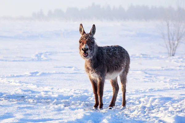 Animal on nature — Stock Photo, Image