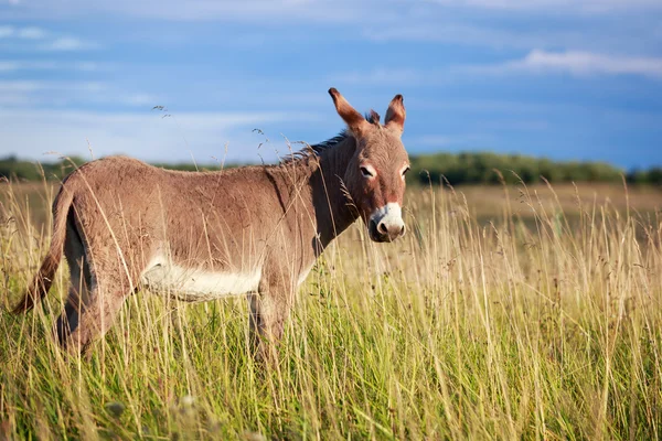 Donkey in field — Stock Photo, Image