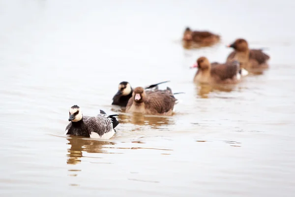 Duck on water — Stock Photo, Image