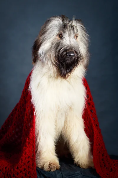 Hond in studio — Stockfoto