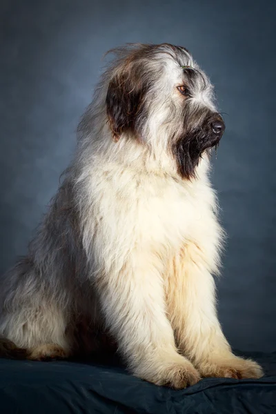 Hund i studio — Stockfoto