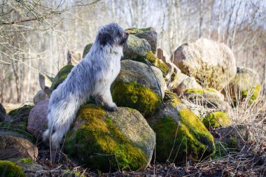 doğa üzerinde köpek