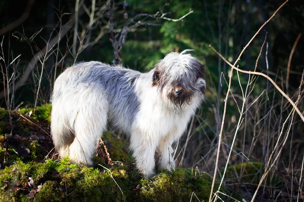 Cane sulla natura — Foto Stock